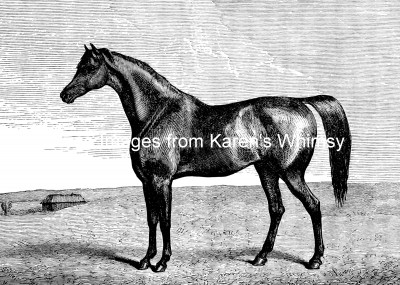 Horse Clipart 3 - Arabian Horse