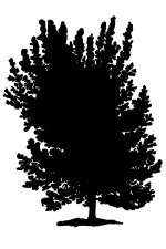 Tree Silhouette Pictures 2 - Lucombe Turkey Oak