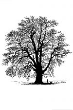 Tree Silhouette Pictures 3 - British Oak Tree