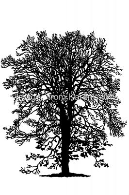 Tree Silhouette Pictures 1 - Fulham Turkey Oak