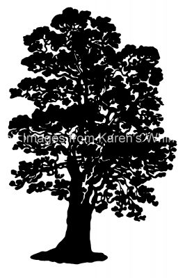Tree Silhouette Pictures 4 - Stalk Fruited Oak