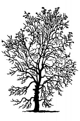 Tree Silhouette Pictures 7 - Balsam Bearing Poplar