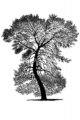 Tree Silhouette Pictures 9 - Black Poplar Tree