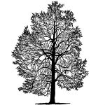 Silhouette Tree 2 - Cornish Elm Tree