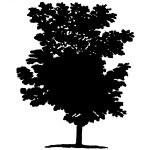 Silhouette Tree 3 - Walnut Tree