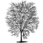Silhouette Tree 4 - Scotch Elm