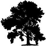 Silhouette Tree 7 - Canadian Poplar