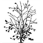 Silhouette Tree 8 - Young American Elm