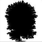 Silhouette Tree 9 - Turkey Oak