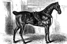Horse Drawings 1 - Coach Horse