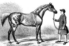 Horse Drawings 3 - Gimcrack and Trainer