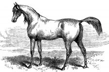 Horse Drawings 4 - Tarbes Arab