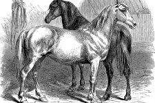 Horse Drawings 5 - Breton Mares