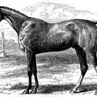 Horse Drawings