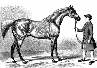 Horse Drawings 3 - Gimcrack and Trainer