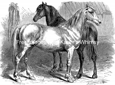 Horse Drawings 5 - Breton Mares