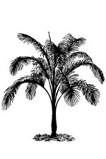 Palm Tree Silhouette 2