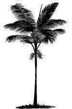 Palm Tree Silhouette 3