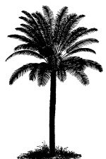 Palm Tree Silhouette 4