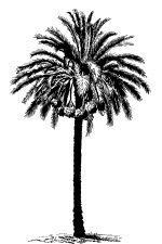 Palm Tree Silhouette 6