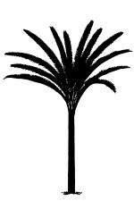 Palm Tree Silhouette 7