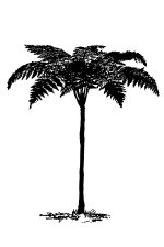 Palm Tree Silhouette 9