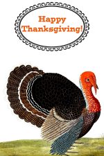 Thanksgiving Turkey Pictures 3