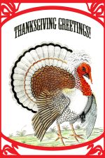 Thanksgiving Turkey Pictures 5