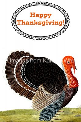 Thanksgiving Turkey Pictures 3