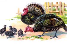 Thanksgiving Turkey Images 4