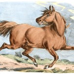 Drawings of Horses 1 - Brown Horse Trotting