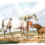 Drawings of Horses 2 - A White Horse
