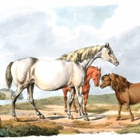 Drawings of Horses