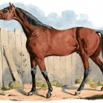 Drawings of Horses 3 - Dark Brown Horse