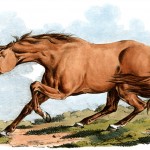 Drawings of Horses 4 - Light Brown Horse