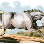 Drawings of Horses 6 - A Gray Horse