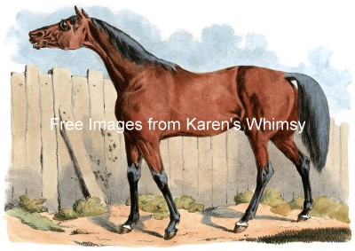 Drawings of Horses 3 - Dark Brown Horse
