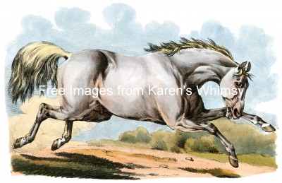 Drawings of Horses 6 - A Gray Horse