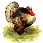 Free Thanksgiving Turkey Images 6