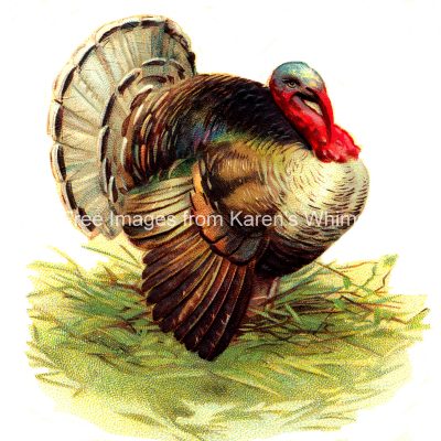 Free Thanksgiving Turkey Images 6