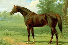 Images of Horses 3 - Thoroughbred Stallion