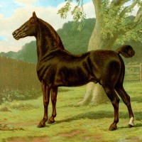 Images of Horses