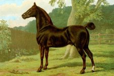 Images of Horses 5 - Dark Chestnut
