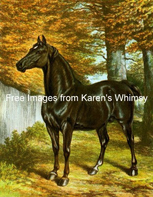 Images of Horses 2 - Chestnut Horse