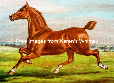 Images of Horses 4 - Chestnut Mare
