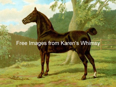 Images of Horses 5 - Dark Chestnut