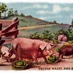 Farm Pigs 5 - Pigs among the Cabbage