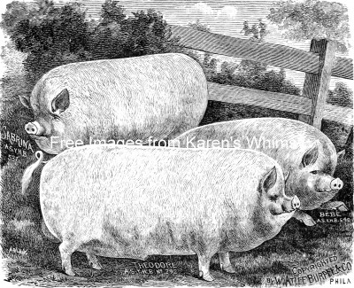 Farm Pigs 2 - Three Hogs in a Pen