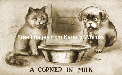 Funny Cat Pictures 9 - Sharing the Milk