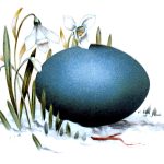 Easter Egg Images 6